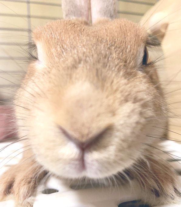 うさぎのみみちゃんのtwitterイラスト検索結果