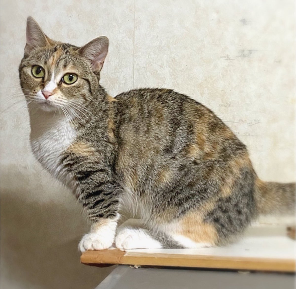 おはようございます♪
お仕事行ってきます！
写真は花丸。
行ってきますって言ったらキリッと振り向いてくれました（笑）

#猫 #猫のいる暮らし #猫好きさんと繫がりたい