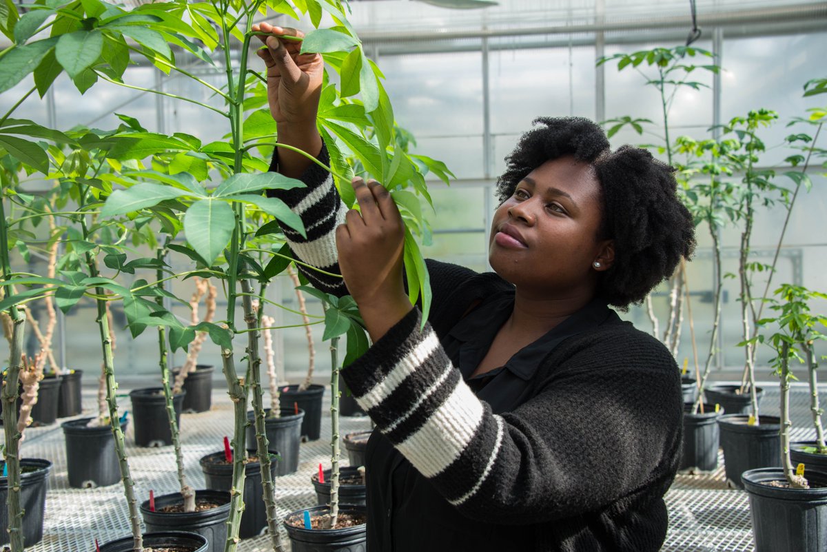 Kiona (@kionaelliott) on Twitter photo Hi all, my name is Kiona. Iβm a PhD student @WUSTLdbbs conducting research <a href="/DanforthCenter/">Danforth Center</a>. I study plant-microbe interactions & the mechanisms that make plants vulnerable to pathogens. #BlackBotanistWeek Hi all, my name is Kiona. Iβm a PhD student @WUSTLdbbs conducting research <a href="/DanforthCenter/">Danforth Center</a>. I study plant-microbe interactions & the mechanisms that make plants vulnerable to pathogens. #BlackBotanistWeek