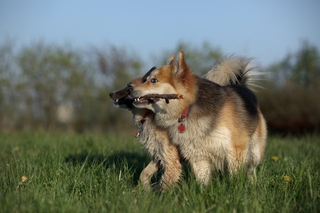 Two Dogs