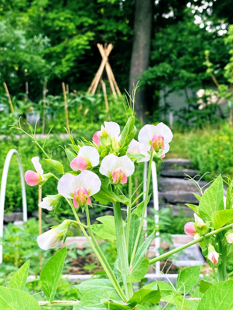 Tuwa S Garden 今年はいろんな種類のエンドウを育ててみています こちらピンクと白の花がとっても可愛いくて気に入りました エンドウ豆 花のある暮らし 花の写真 花のある生活 花が好き 花 庭の花 畑のある暮らし ファインダー超しの私の世界