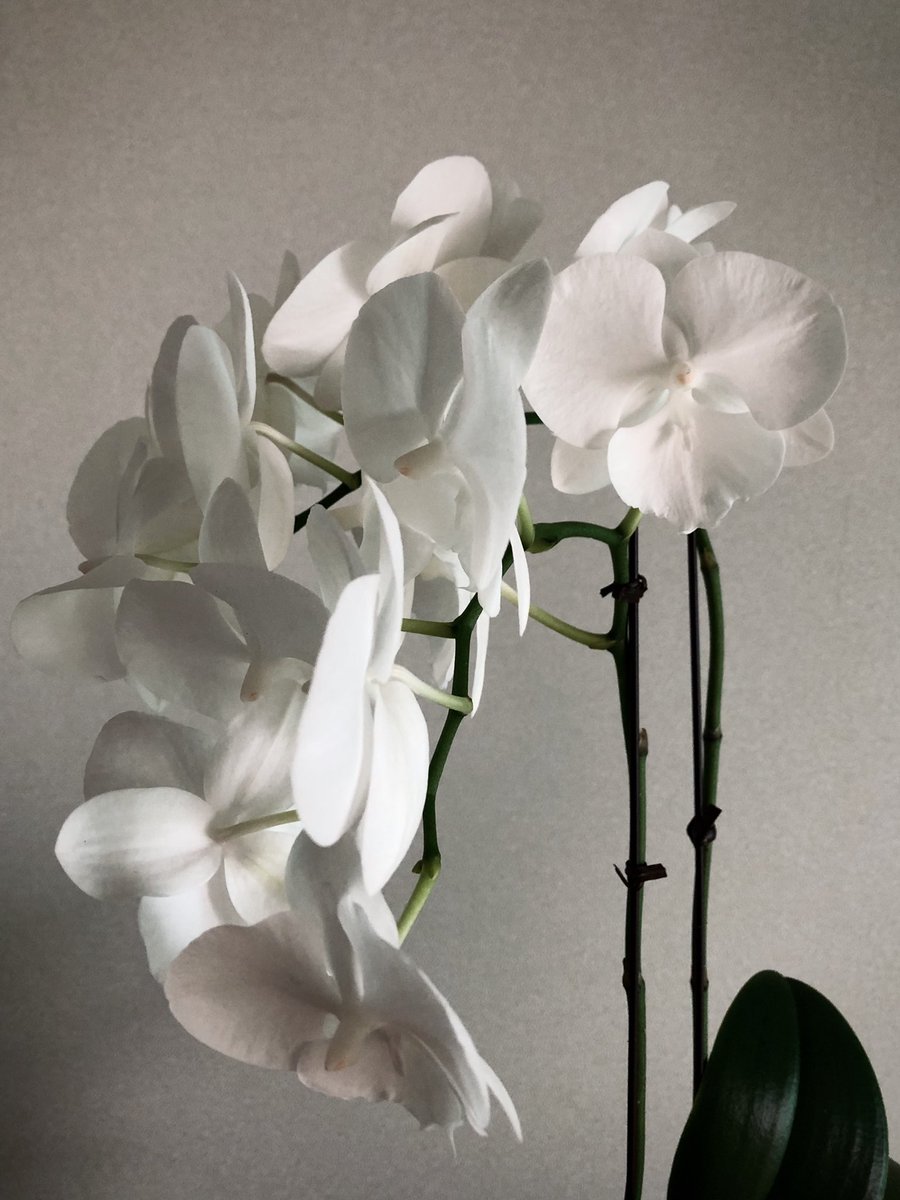 어제 데려온 순백색 호접란. 처음 보는 품종인데 판매하시는분도 이름을 잊어버렸다고 못알려주셨다... 혹시 얘 이름 아시는분 계신가요?!