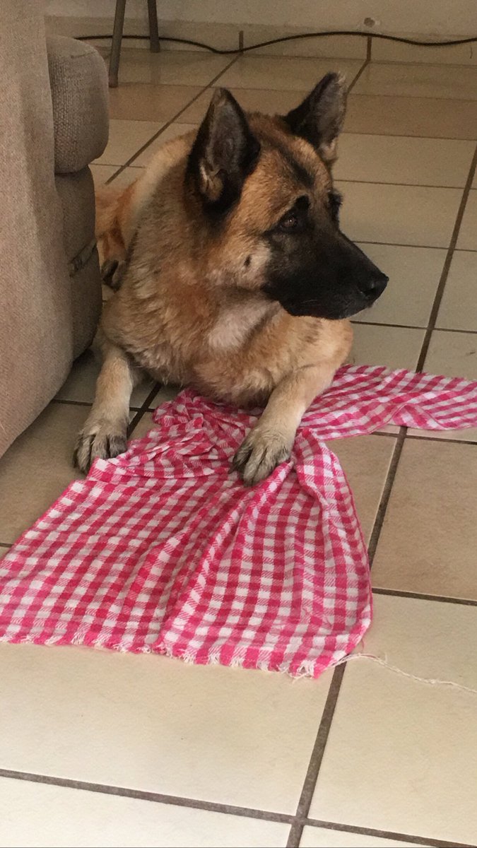 MayeQz's tweet photo. Te adoro, eres perfecta, quédate para siempre por favor 💖🐕 https://t.co/9b67VYKA0U