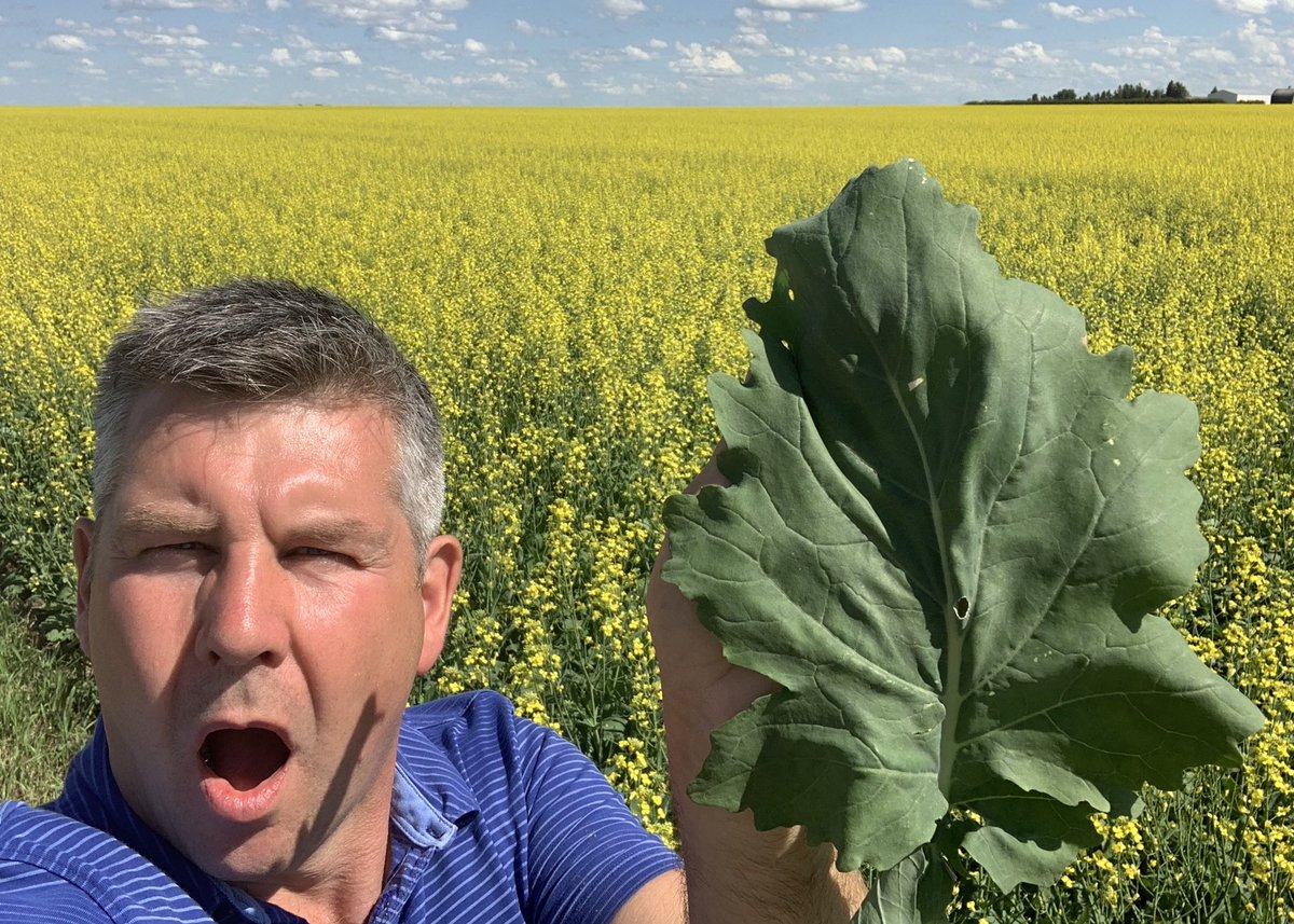 Angry customer!!!  I was staging some canola today for Sclerotinia. Customer thinks I sold him Rhubarb!  Nope....it’s Brevant B3010M.  Looks fantastic!!!