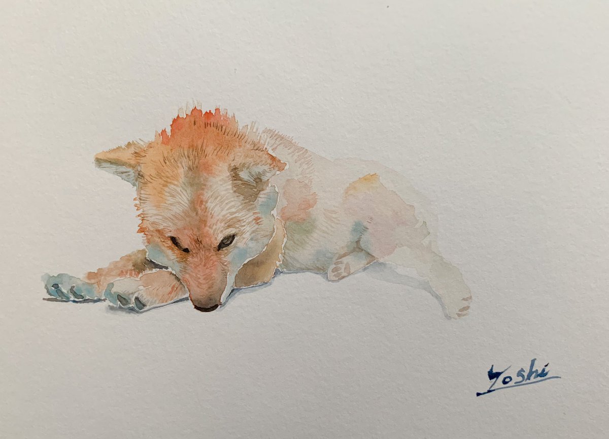 Yoshi Silverquick 自分の色 自分の描き方 一朝一夕には得られないな 描き続けよう Watercolor Drawing Illustration Shibainu 柴犬 水彩画 イラスト