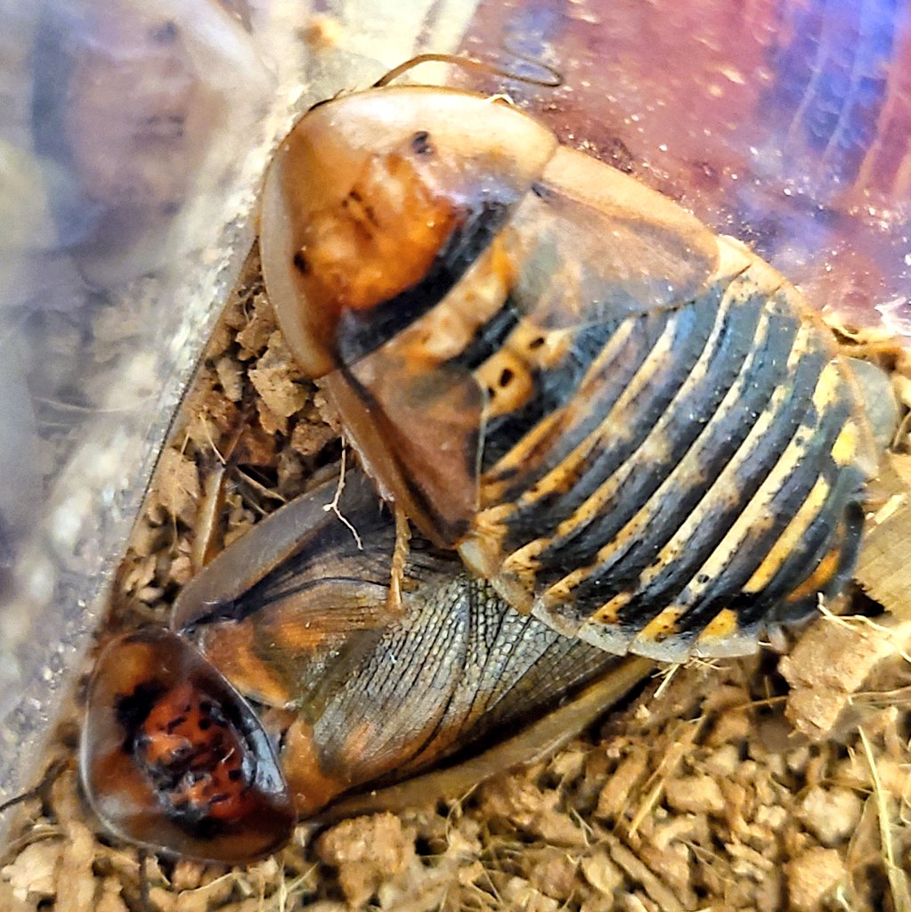 虫好きモロ カマキリを愛する者 ちょっと珍しいタイプの体色してるデュビアが雌雄揃っていたので 夫婦にしてみて この体色が遺伝するのか実験してみます 人 虫 虫好き 虫好きな人と繋がりたい 昆虫 昆虫好き 昆虫好きな人と繋がりたい
