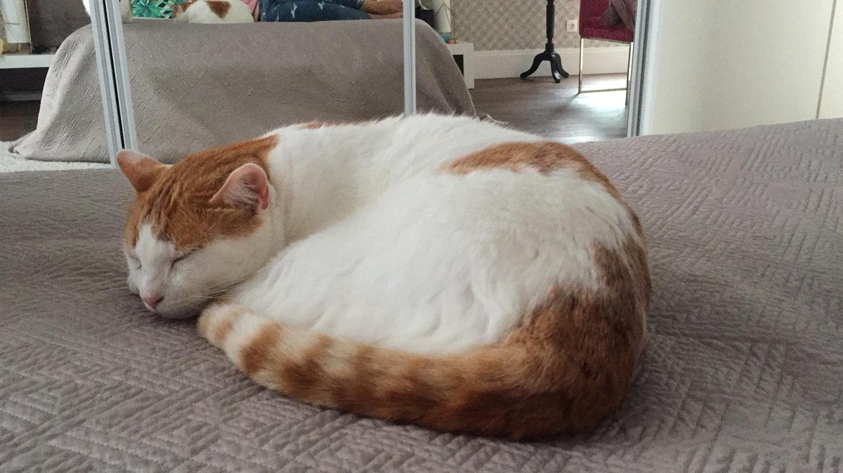 MeowMoeDotCom's tweet photo. Hi, just #Wanted to #Show you all a #Picture of my #Companion #Fyro. Heโs getting some well #Deserved #Rest after a # ...
#Cats #Cat #Kittens #Kitten #Kitty #Pets #Pet #Meow #Moe #CuteCats #CuteCat #CuteKittens #CuteKitten #MeowMoe #Hes
https://t.co/ZX8sc3B6Mj https://t.co/fUbRhIWTbT