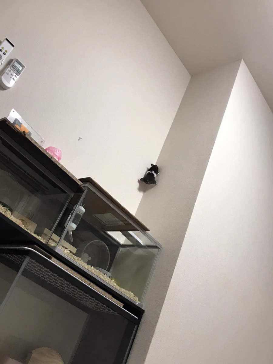 ？！？！？！可愛すぎる！ハムスターがケージから脱走して壁の角を登っていく姿www