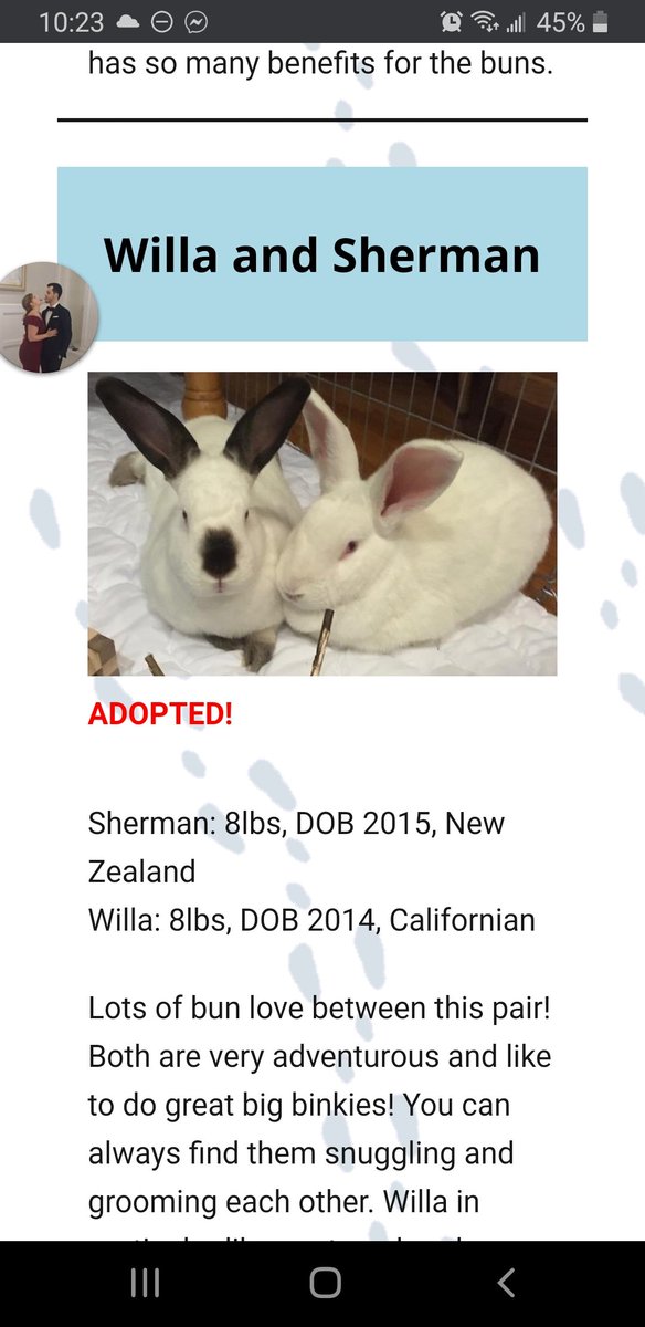 Cobwebthebunny's tweet photo. Bunny friends! Remember our adopt #willman campaign?!? 

They were adopted!!!! https://t.co/6839p5knEg
