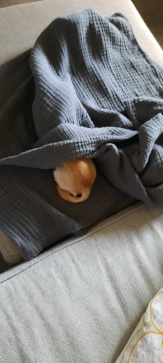 4evaPups's tweet photo. Guess who this is on our #4EVAPUPS twitter poll https://t.co/XMCpKq4L8M