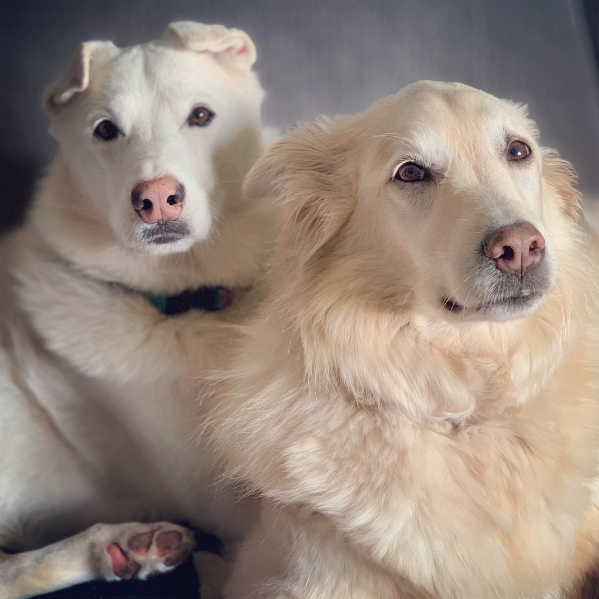 Momma took our picture today and it ended up looking like a 90s Sears Portrait Studio/Glamour Shots/ School Photo for wanna be realtor girls. 🤣🤣🤣