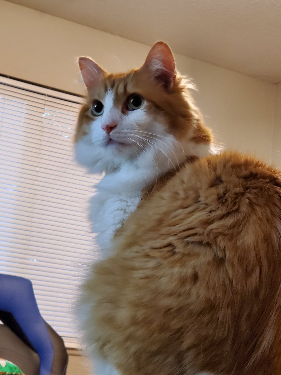 iamtuckercat's tweet photo. Feeling rather #fluffy today.
#cat #ねこ https://t.co/BpmUHn86a3