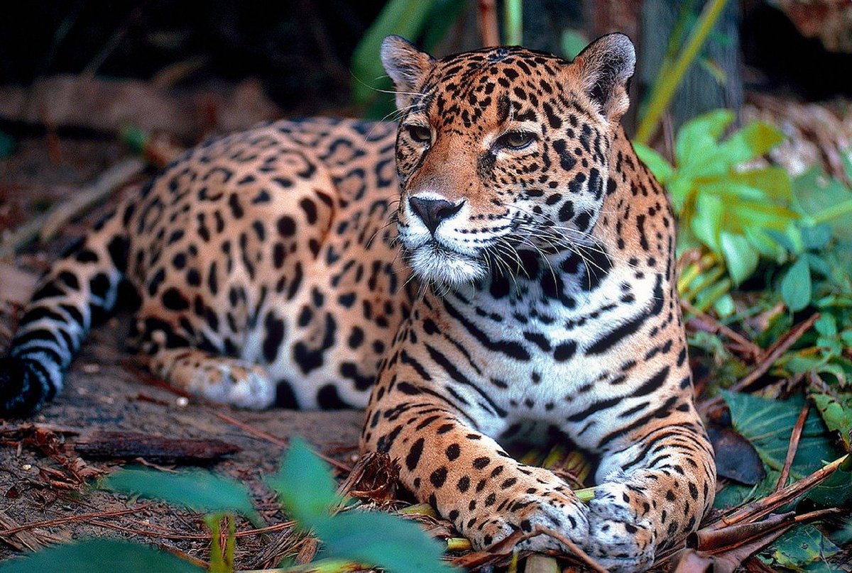 econversa_'s tweet photo. Segundo a prefeitura de Iconha, município do sul capixaba, uma onça 🐆 está a solta na localidade de Bom Destino. Os Bombeiros já foram acionados para que sejam tomadas providências. A prefeitura pede que o moradores fiquem dentro de casa. 

📸 Imagem ilustrativa (Pixabay) https://t.co/USI1xEPnIb