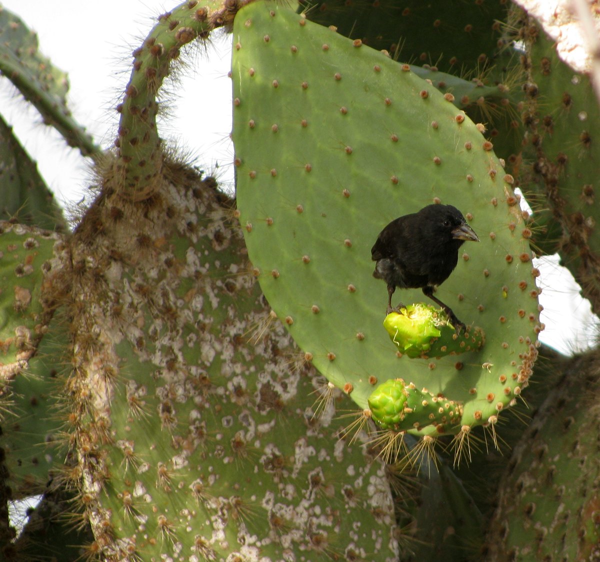 SarahKnutie's tweet photo. Congrats to @UConnOUR post-undergrad Alyssa &amp; team!

Effect of introduced parasites on the survival &amp; microbiome of a tiny population of Darwin's finches in the #Galapagos (<30 individuals left!).🐣🐉

Here's the link to the final pub:
https://t.co/XZqzPDMxZY

📸 @CheloniaGirl https://t.co/wF15AfDEag
