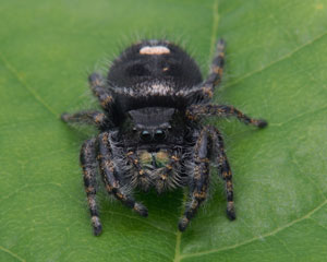 drewkopacelli's tweet photo. The "Cleveland Spiders" is the best name for my hometown baseball franchise.

This is a Jumping Spider. It lives in the Cleveland Metroparks particularly during autumn. Who can say 'no' to those big eyes? https://t.co/UI1zEAWKjQ