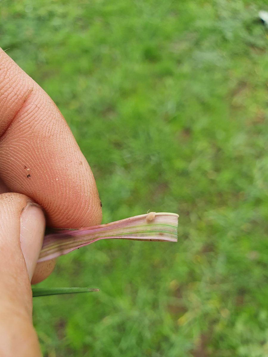 Untreated seed sown into pastures with patchy signs of infestation 🇷🇺Some beneficial activity even after an earlier RLEM spray