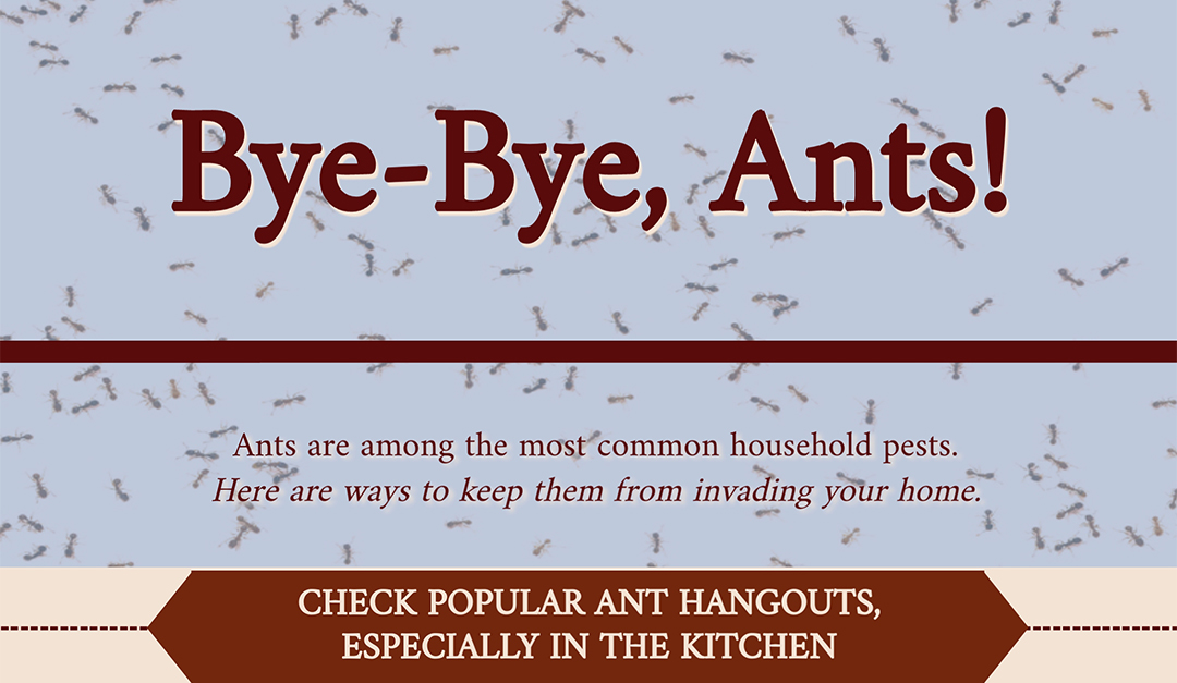 Realtor_Shandi's tweet photo. Bye-Bye, Ants! https://t.co/kbmffd78Dg https://t.co/DhO8YznzZt