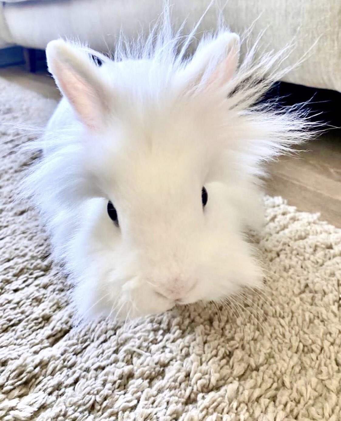 What Beautiful Blue Eyes You Have, Bunny! — The Daily Bunny