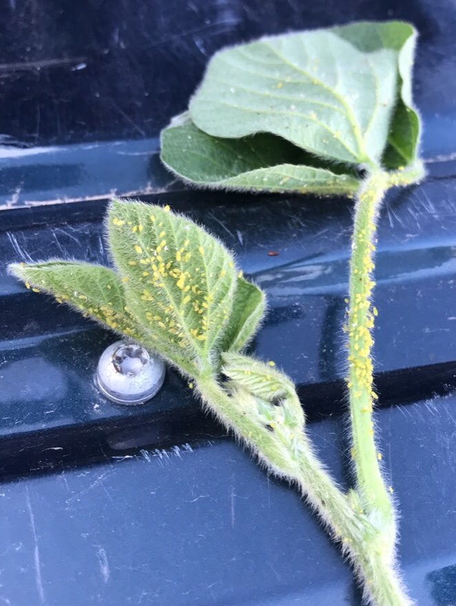 I'm quite confident this is an isolated case, but damn July 6th is too early for this shit. #soybeans