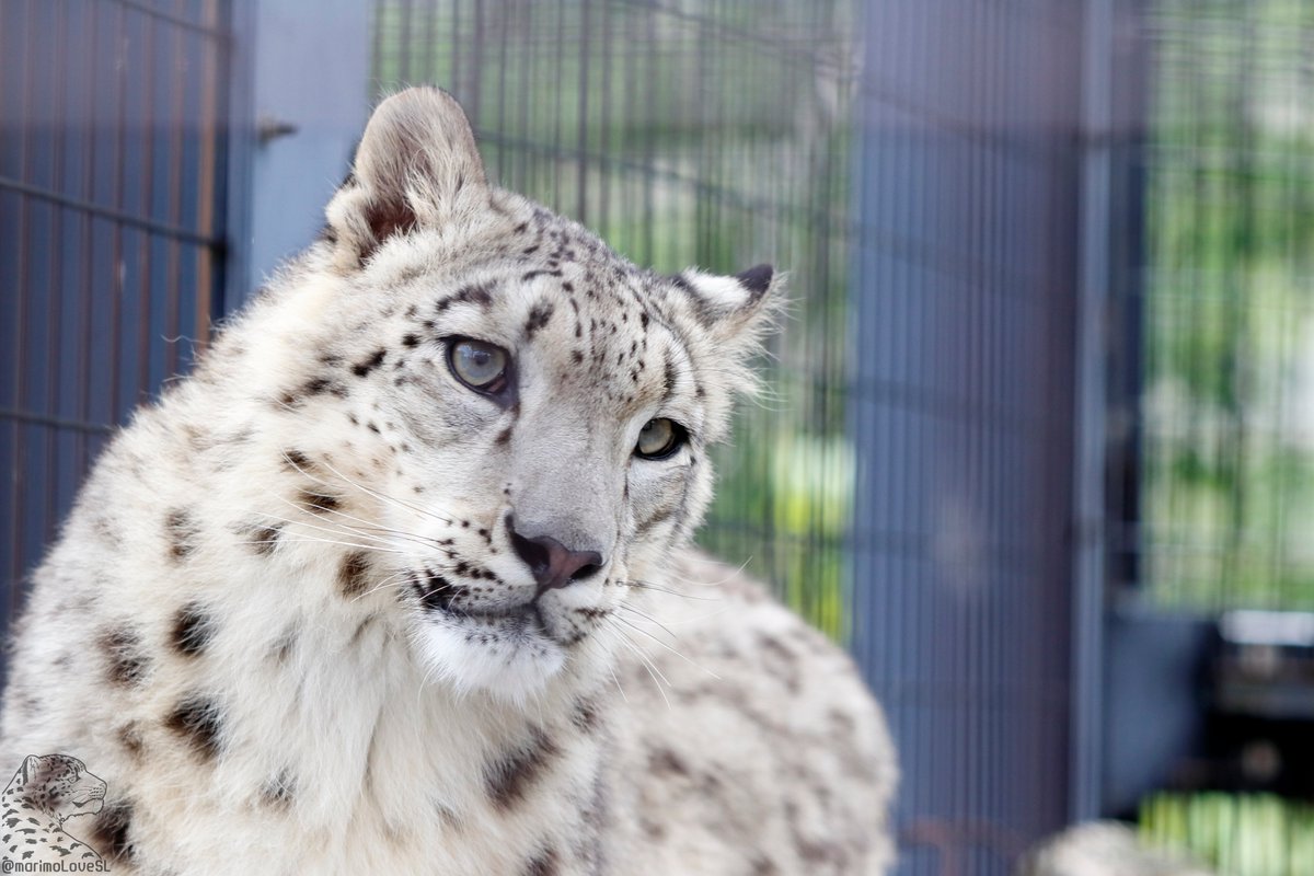 みはら まりも もう可愛いだけとは言わせない キリッとカッコイイユーリ 年06月21日 旭山動物園 ユキヒョウ Snowleopard ユーリ