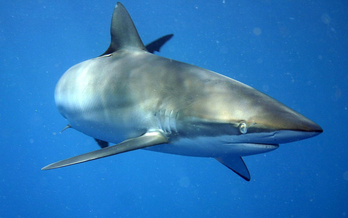 HONORABLE MENTIONS-tasselled wobbegong-lemon shark-silky shark-spinner shark