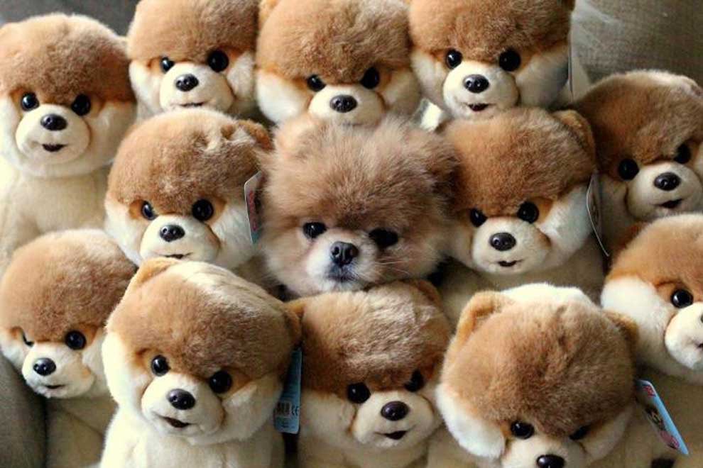 PennyLLV's tweet photo. When your puppy is as cute as a stuft animal 🐶 #toocute #canyoufindhim #iwantone https://t.co/S3TuNWgqwL