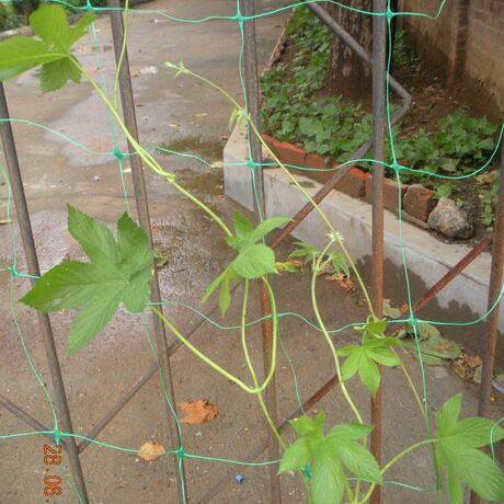 Ada_nets tweet picture