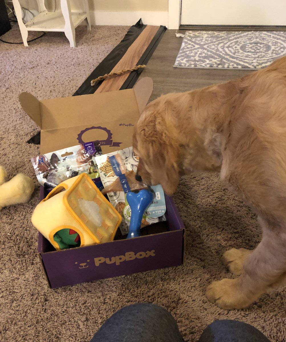 abbymaneman34's tweet photo. Duke got his second #PupBox tonight and he instantly got the zoomies 😂💕🐶 https://t.co/6a5fUnnfEi
