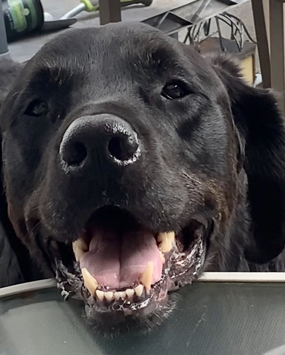 samsonandrider's tweet photo. Rider is one happy boy! https://t.co/MsPirQkuMZ