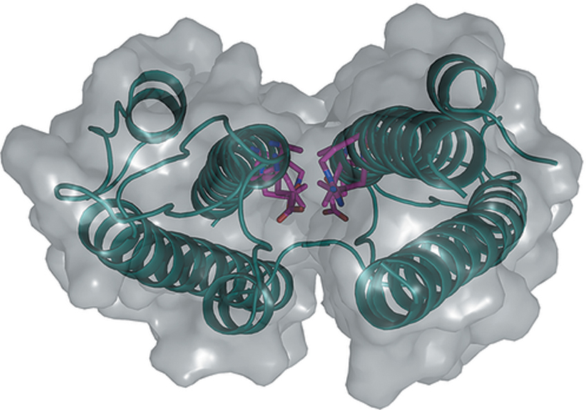 IUCrJ's tweet image. Structural basis of self-assembly in the lipid-binding domain of #mycobacterial polar growth factor Wag31 @CSIR_IMTECH @AcSIR_India @DBTIndia @esrfsynchrotron @unescorcb #Ramachandran #Protein #Center journals.iucr.org/m/issues/2020/… #mycobacterium #tuberculosis #lipid #filament