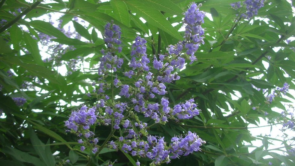 kamisama_kotoba's tweet image. I never find anything that I don’t already have within me.

自らにないものは見出さず
#projection #投影