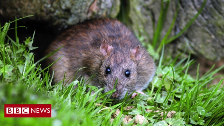 People can catch it from:-Bites from infected fleas-Touching infected animals such as rats and mice -Inhaling droplets spread by infected people or animals Cats and dogs can become infected from flea bites or after eating infected rodents http://bbc.in/3f7eSrO 