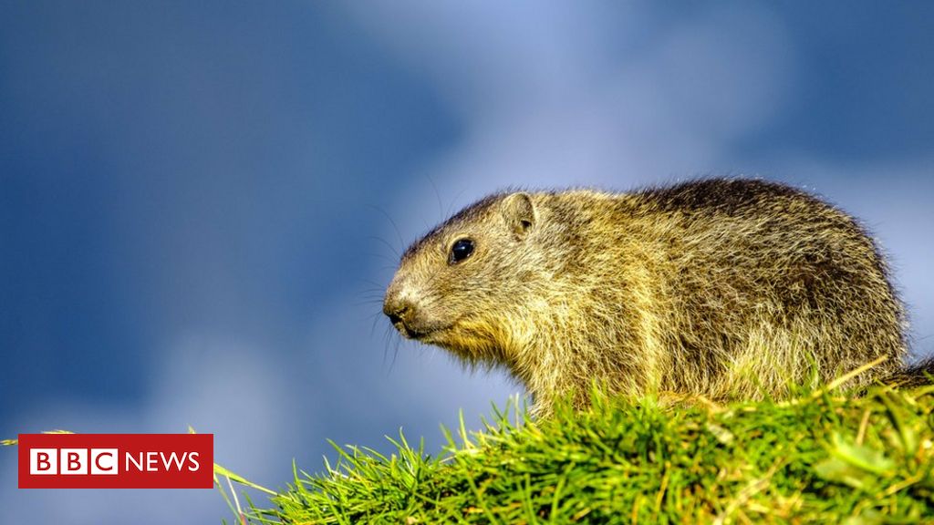 In recent years there have been outbreaks in the Democratic Republic of Congo and Madagascar"Bubonic plague is caused by a bacterium,” says University of Southampton's Dr Matthew Dryden: “Unlike Covid-19, [it's] readily treated with antibiotics" http://bbc.in/3f7eSrO 