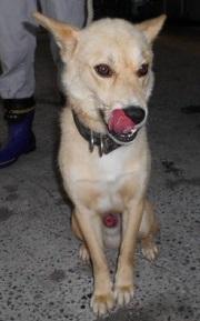 Japanesemichael Jackson 愛媛県松山市保健所 迷子期限 7月8日 譲渡7 9 性別 男 年齢推定 中齢 犬種 雑種犬 体重 16 毛色 薄茶白 保護月日場所 7 6 須賀町 黒色革製首輪 ハート柄 迷子犬 里親急募 愛媛県 松山市 須賀町