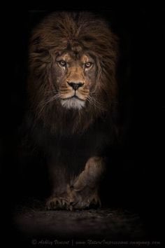 drsarahhaqq's tweet photo. Proud to be a Leo ... 
ruled by the sun, the dazzling celestial body that governs life and vitality. 
lLeos are renowned for their stability, loyalty, consistency. dedicated friends and lovers who put their heart into everything @DearthOfSid  😊who else is Leo here ?#BeingLeo 😻 https://t.co/o5VNLyMwqA