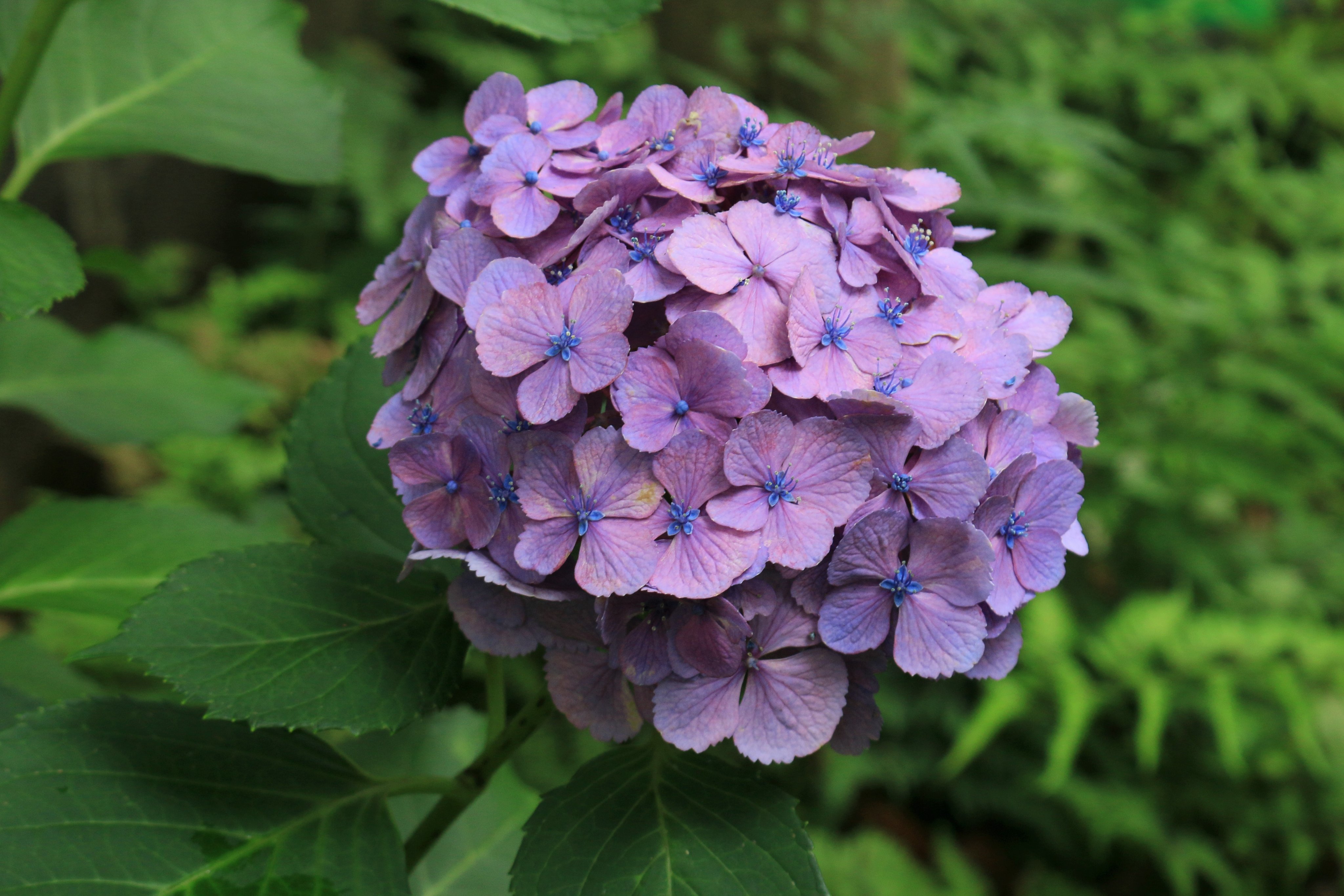 ようお詣りです 庭に咲いてるアジサイです 装飾花がいっぱいだけど 各々 真中に真花が咲いています あじさい アジサイ 紫陽花 装飾花 真花 両性花 てまりアジサイ T Co Aeqfmzqfva Twitter