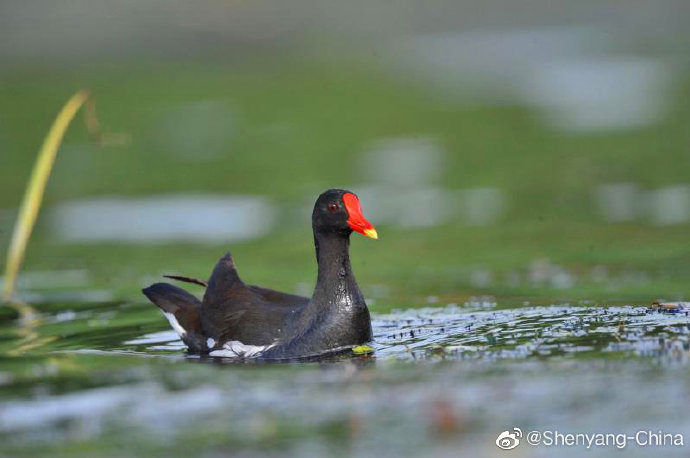 Tourism: Fabulous photos of cute waterfowls playing on water