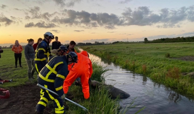 Brandweer helpt bij paard te water [H'VELD-G'DAM] De brandweer heeft maandagavond assistentie verleend voor een paard te water aan de Spoorweg in Hardinxveld-Giessendam.