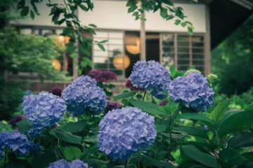 三千院のあじさいの見頃21 苔と青もみじも同時に楽しめる