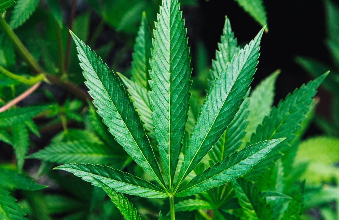 CannabisCulture's tweet image. Jamaica to Help Small Farmers Enter the Cannabis Industry #growing #business #industry #Jamaica #farmers bit.ly/31Qes5l