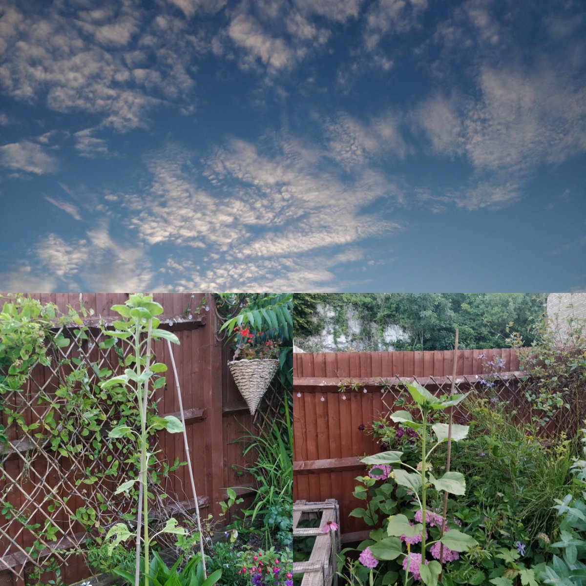 AngPiper's tweet image. Morning you lovely people, a nice day today and meant to sunny later great! Reduction in steroids working only small but working yay @kidneycanceruk @KidneycancerSN #livingwithcancer #feelingpositive #brainmets #happy #lookingforwardtoaniceday #sunflowersgrowingwell