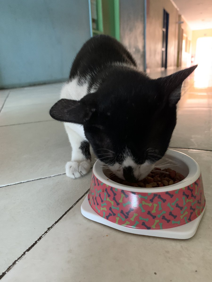 PhilinterJP's tweet photo. 2020/07/07

七夕の願い事はお腹いっぱいの猫チュール

#猫チュール完売のお知らせ　#なので普通の餌で我慢
#猫のいる暮らし　#猫のいる生活　#猫好きさんと繋がりたい　#フィリピン　#セブ島　#語学学校 https://t.co/7ebmP4YhSB