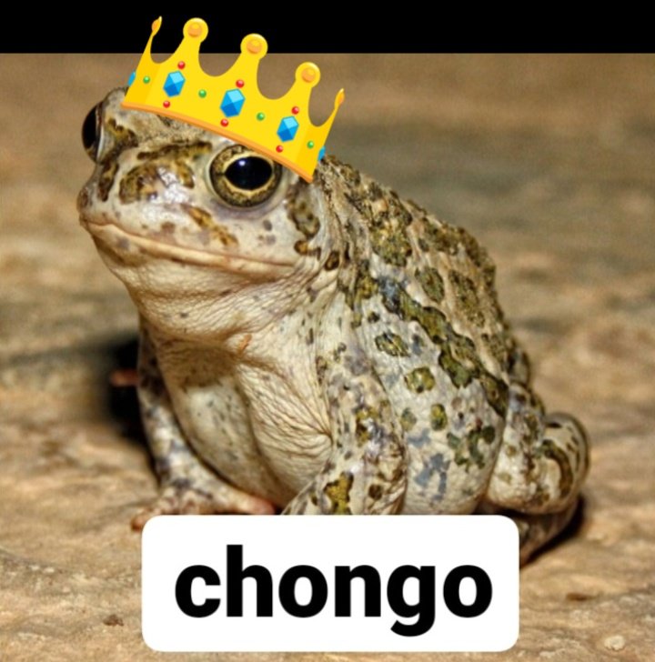 chongo es el rey
