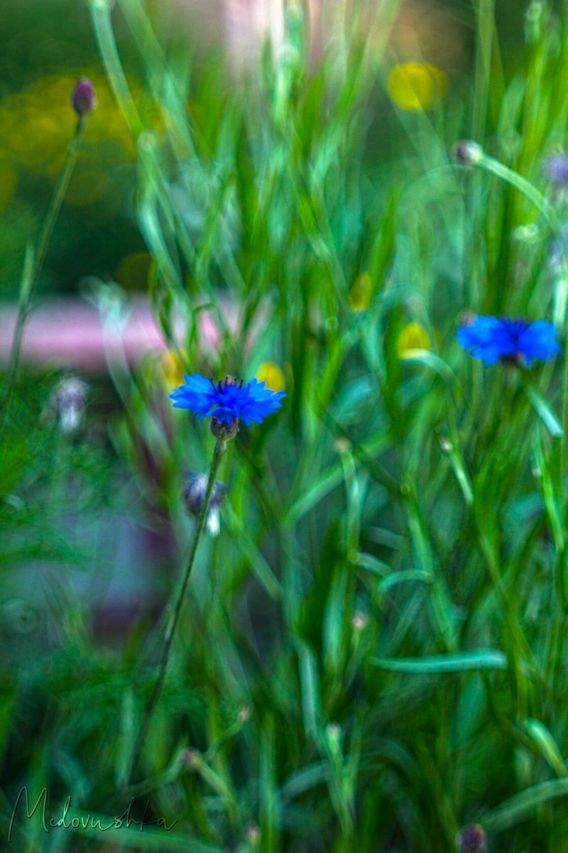 Medovushka131's tweet photo. #medovushka_flowers #helios44_2 #flowers_mania #flowers_brilliance #flowers_world #flowers_super_pics #flowers_shots #flowers_lovers #bokeh_kings #bokeh_shotz #bokeh_holics #bokeh_photography #beautiful_flowers #beautiful_shots #beautiful_bokeh
https://t.co/fJJECnjrGr https://t.co/isWpUMcvh7