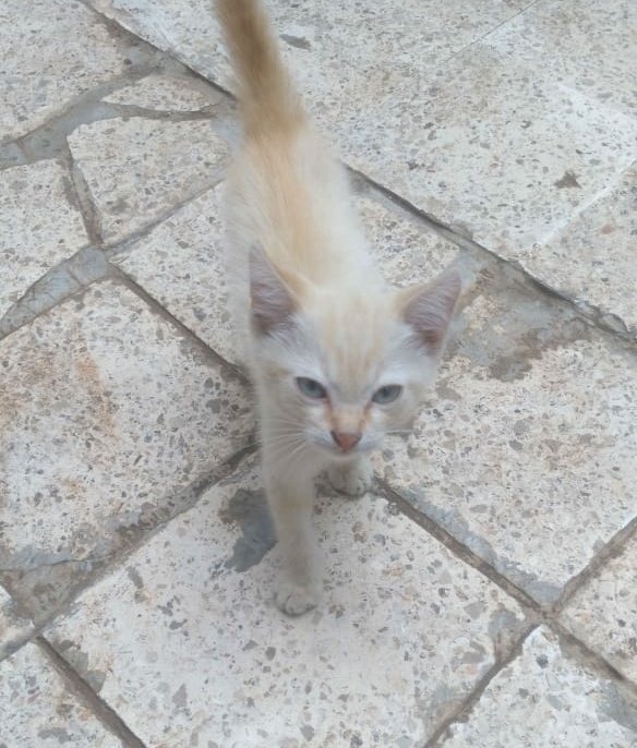 هالحلوة لقيوها بمرج بسري، صغتورة ومش واضحة ظروف وجودها لوحدها.
الرجاء هلأ والتمني من الأحبة واصحاب القلوب الطيبة والحنونة انو يفتحوا قلبهم لتبنّيها🙏🏽❤.
عيونها لوحدهم فيها الف حكاية..
كونوا الحناين وكملوا معها حكايتها ببيت يحميها من شوارع الموت ووجبات السم😔.
للتواصل☎️76687075