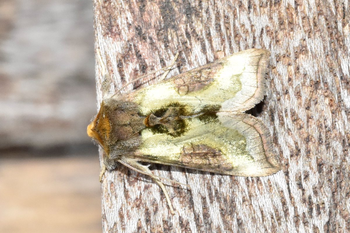 Burnished Brass - Diachrysia chrysitis looking like just fresh out the barbers. Wish I could say the same...... #teammoth #MothsMatter