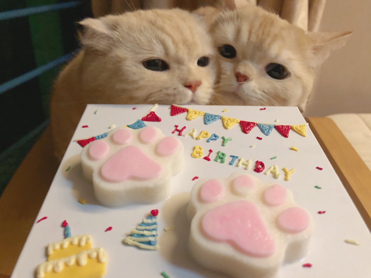 Mommy made birthday cake like our paws💗😺
.
.
We are new on Twitter😃 Please RETWEET to introduce us to this world💗
.
#cat #CatsOfTwitter #CatsOnTwitter #CuteCats