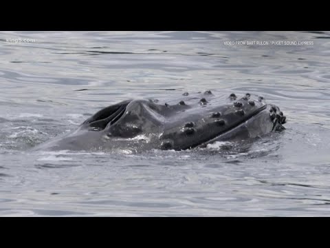 Orca News tweet media