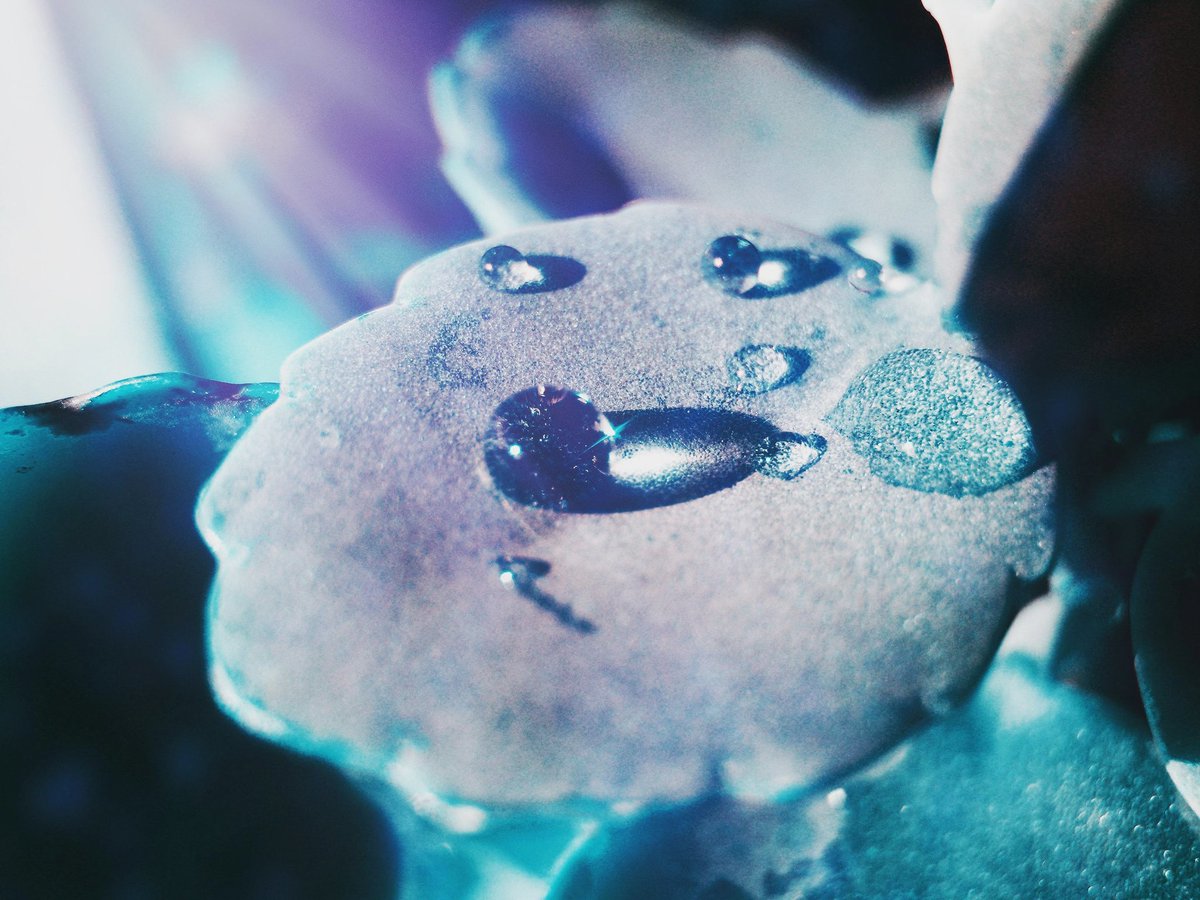 David_visualart's tweet image. #photooftheday #photography #cold #frozen #flowers #blue #tone #dropwater