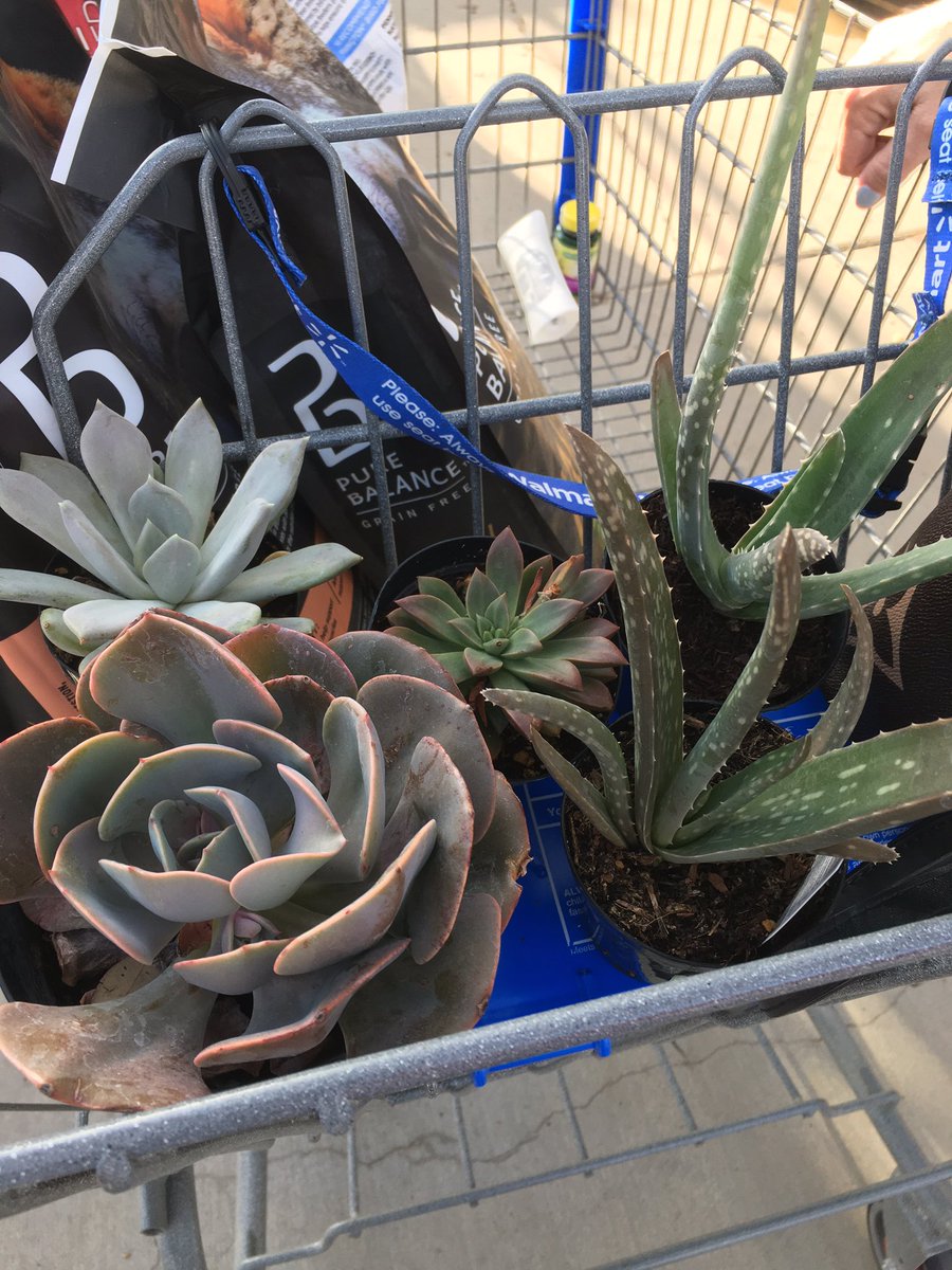 jessicadcano13's tweet photo. Cutest lil’ succulents🖤 https://t.co/4tOVregeF1